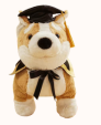 Graduate Corgi