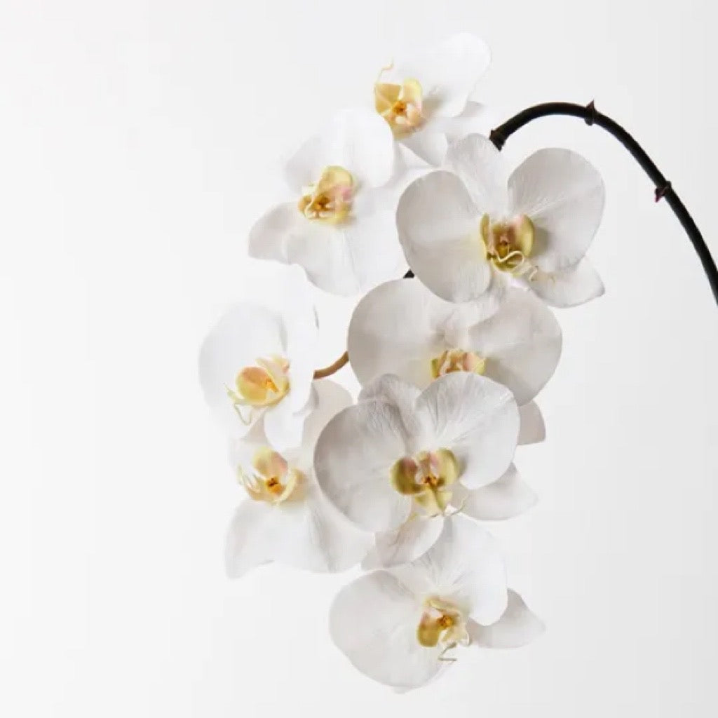 A White Orchid (Bouquet Add-on)